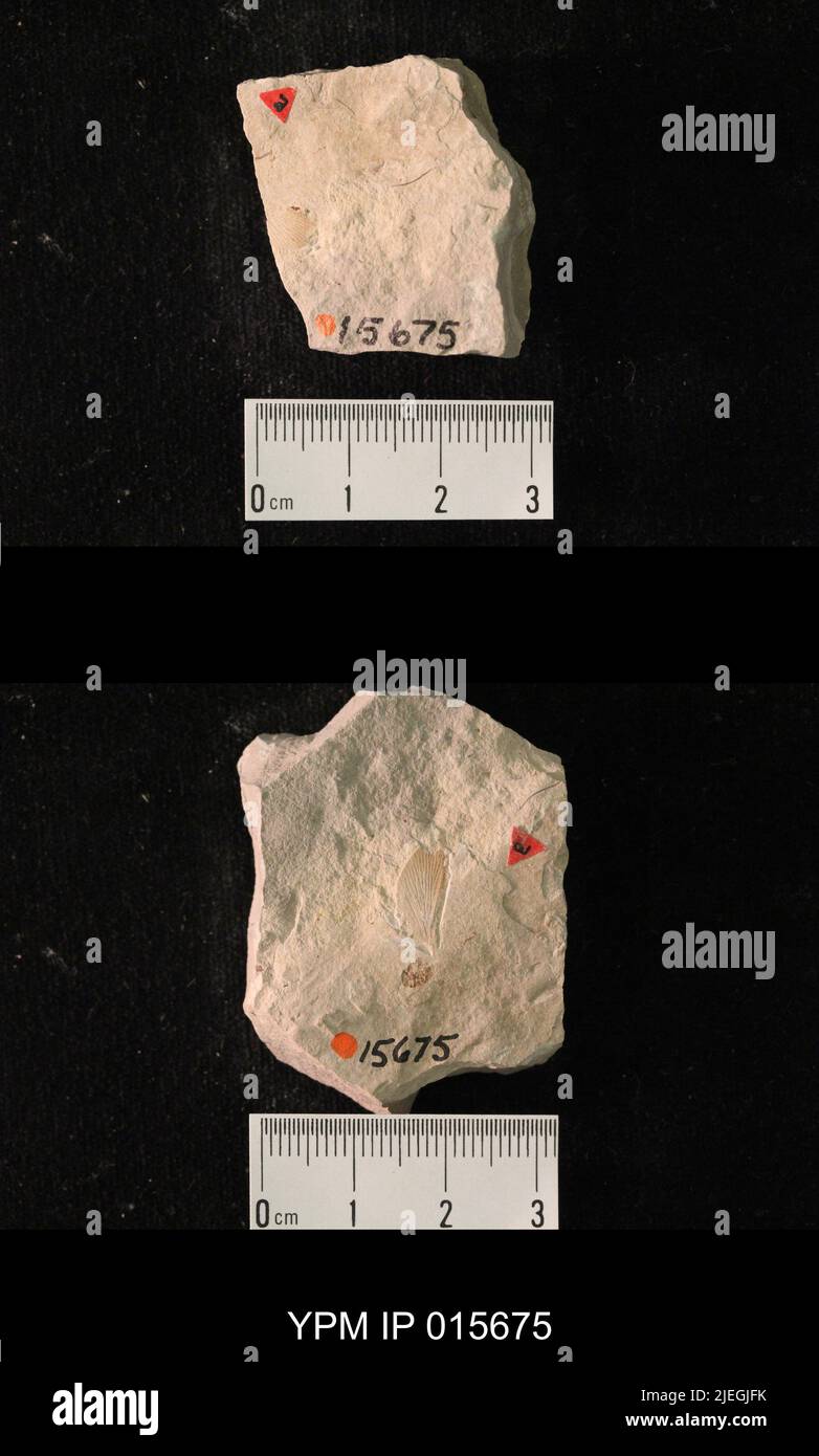 Permoblattina curta (Sellards). IPB.05168: Kansas. Contea di Dickinson. Elmo. Letti di insetto superiore 2 in N strada tagliata, 20-100 piedi W di culvert, & letto di insetto inferiore, in disegno circa 600 piedi un po 'W di N di quel taglio, 3 mi S & .7 mi e di crocevia a se cor. Di Elmo. [E-101; 3496/C]. Coll: Dunbar, C. O. 1921. Primo Permiano. GRP Sumner Wellington, FM. Elmo LS MBR.; Foto Stock