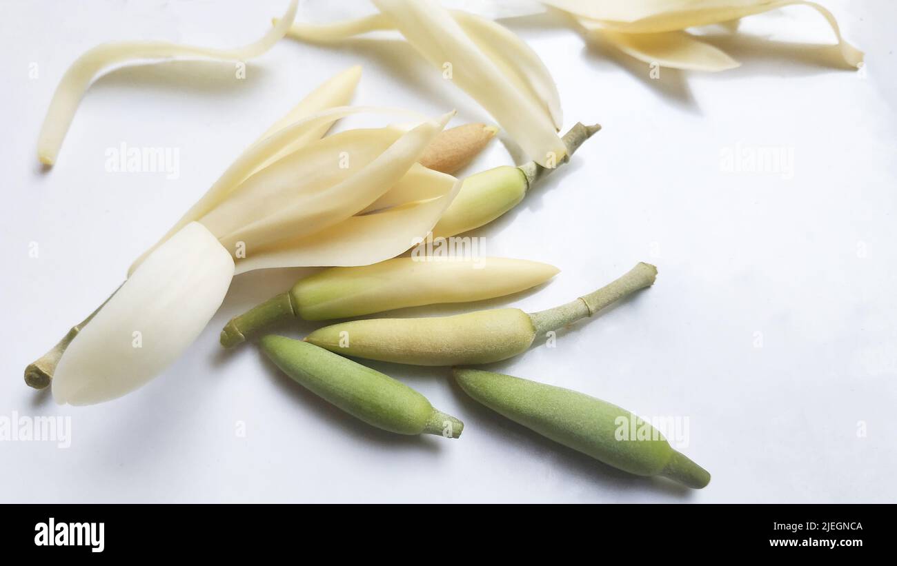 Bel fiore, illustrazione del fiore bianco Michelia Alba o del fiore Michelia Champaca su sfondo bianco. Foto Stock