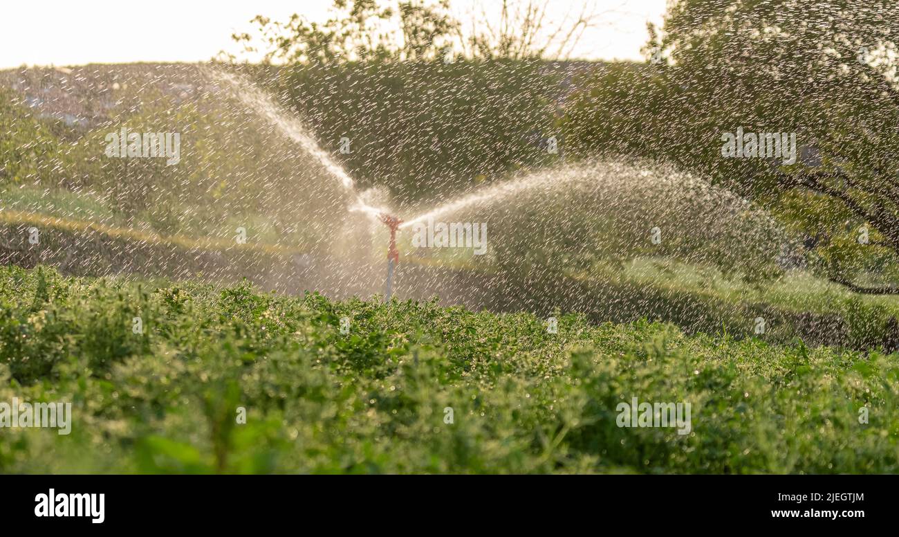 Nel momento in cui lo spruzzo irriga il campo. Foto Stock