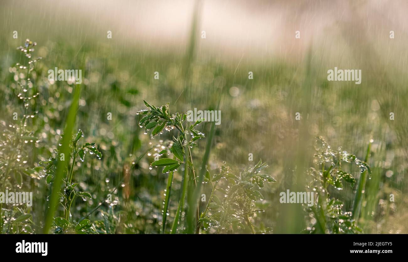 Primo piano di fiori e vegetazione in pioggia con fuoco selettivo. Foto Stock