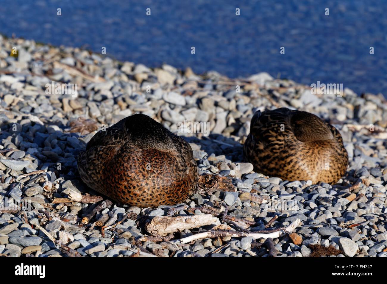 Anatre suono addormentato ai margini del lago Rotoiti nel Nelson Lakes National Park, Nuova Zelanda. Foto Stock