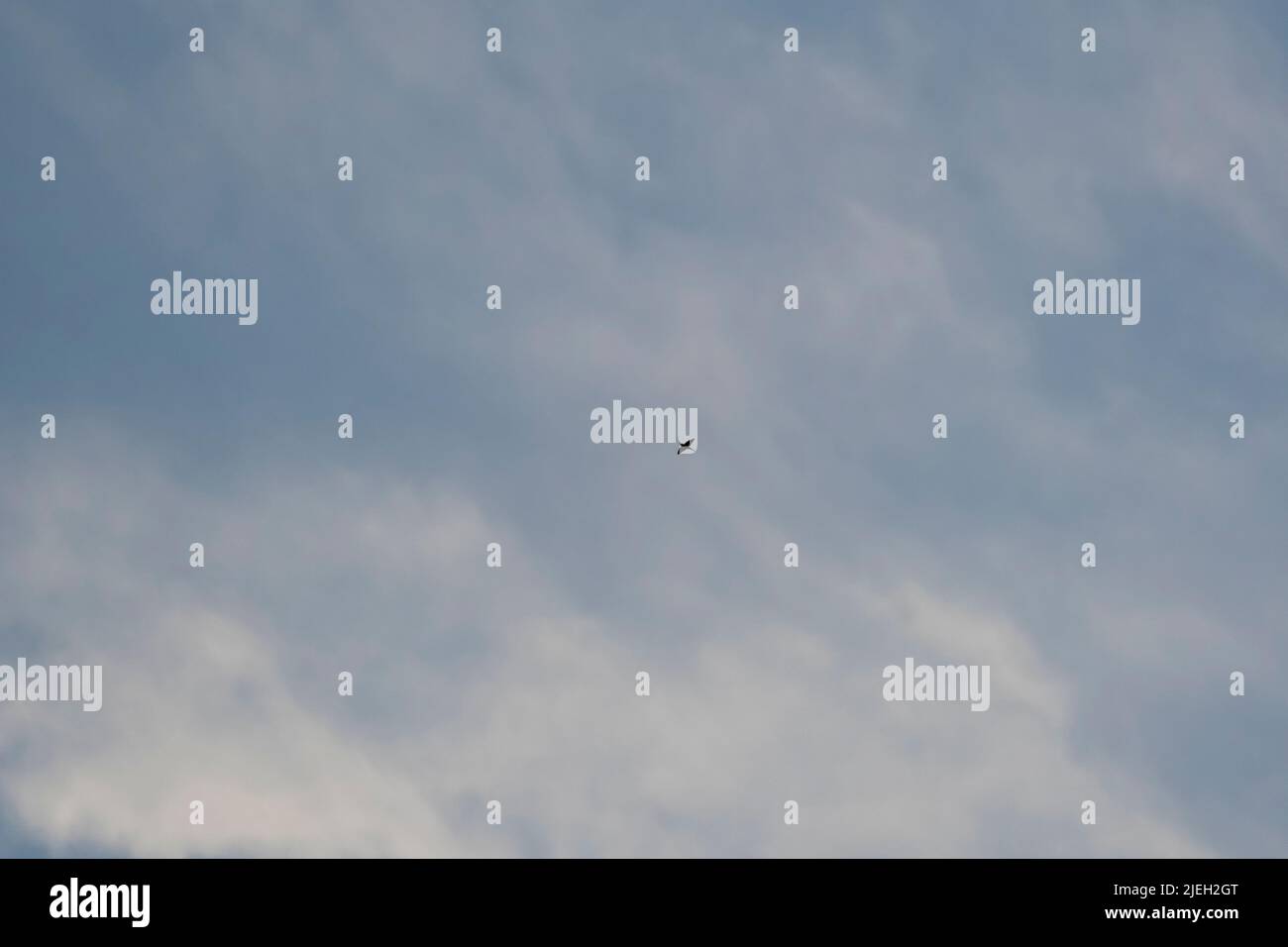 Immagine della rondine che vola tra le nuvole nel cielo, scattata con fuoco selettivo. Foto Stock