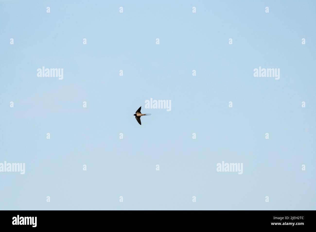 Vista distante dell'uccello della rondine che vola nel cielo, presa con fuoco selettivo. Foto Stock