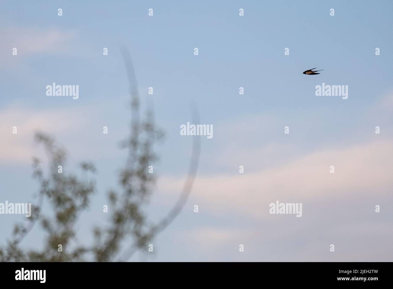 Vista ritagliata di uccelli arbordati e rami di alberi che volano oltre gli alberi in cielo, presi con fuoco selettivo. Foto Stock