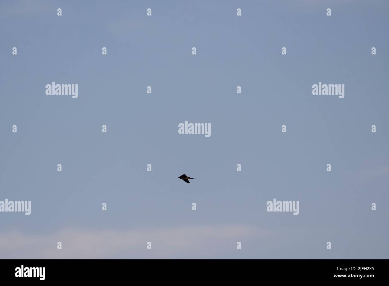 Vista dal suolo dell'uccello della rondine che vola nel cielo, presa con fuoco selettivo. Foto Stock