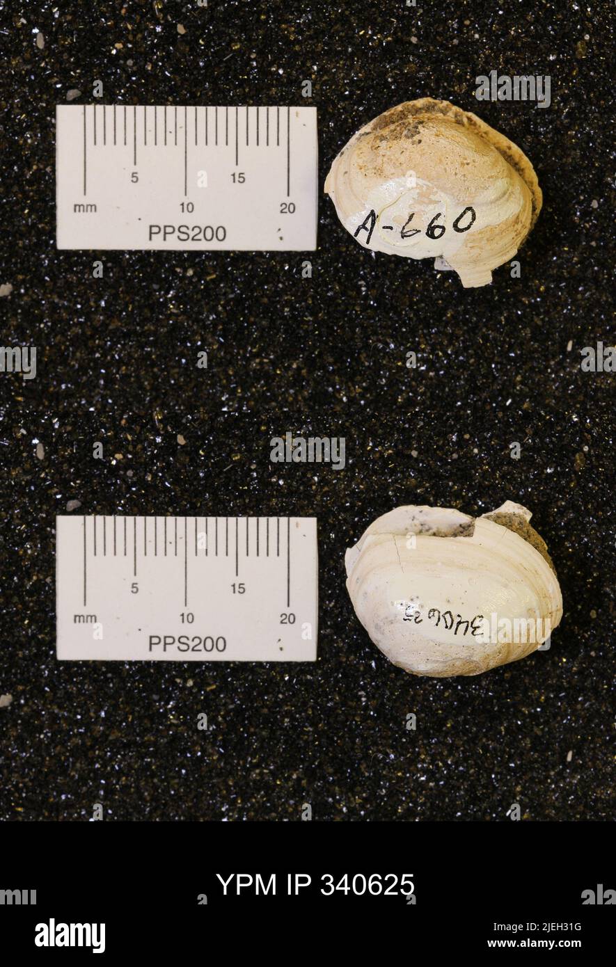 Corbicula subellittica (Meeke & Hayden). Foto Stock