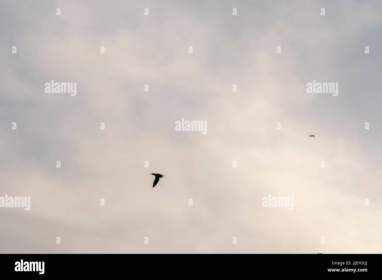 Vista laterale dell'uccello della rondine che vola nel cielo, presa con fuoco selettivo. Foto Stock