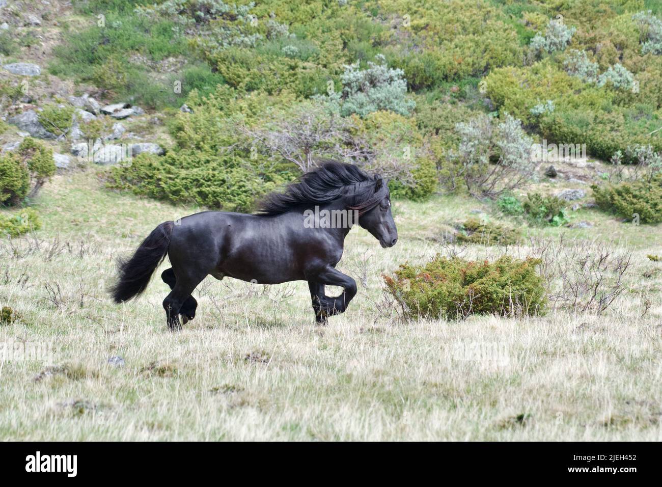 Stallone nero su un campo in estate Foto Stock