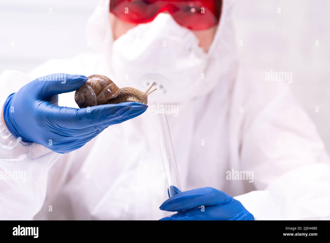 Uno scienziato in un vestito protettivo con una lumaca nelle sue mani. Studio delle proprietà della mucina della lumaca. L'uso del muco della lumaca in cosmetologia. Cura della pelle Foto Stock