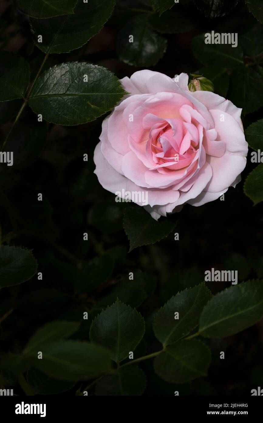 Un Floribunda Rose Special Bambino che cresce in un giardino a Newquay in Cornovaglia nel Regno Unito. Foto Stock