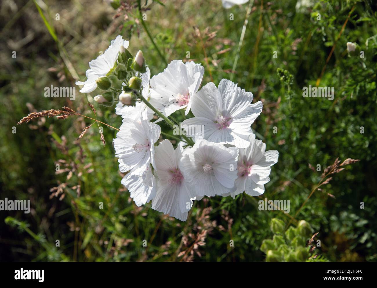 White Musk Mallow (Malva moschata F. Alba) fioritura in un confine con il giardino svedese in estate (giugno) Foto Stock
