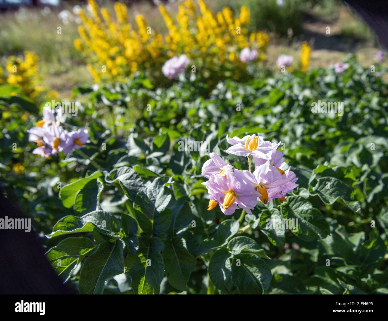 Piante di patate rosse a crescita media in piena fioritura Foto Stock