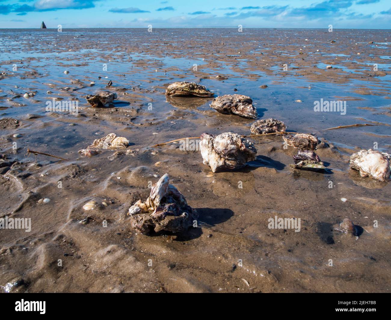 Vista panoramica a basso angolo della spiaggia tedesca del Mare del Nord in Ostfriesland con bassa marea con conchiglie di ostriche in primo piano su una superficie umida con vista Foto Stock