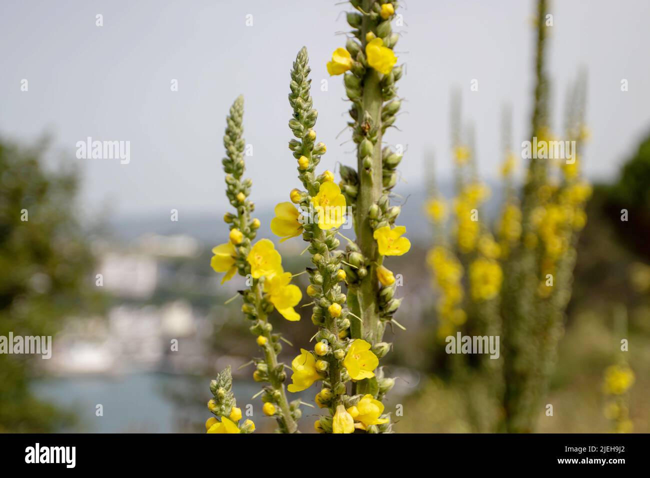 Comune mullein o verbascum thapsus fiori gialli e germogli. Pianta di medicina di erbe. Foto Stock