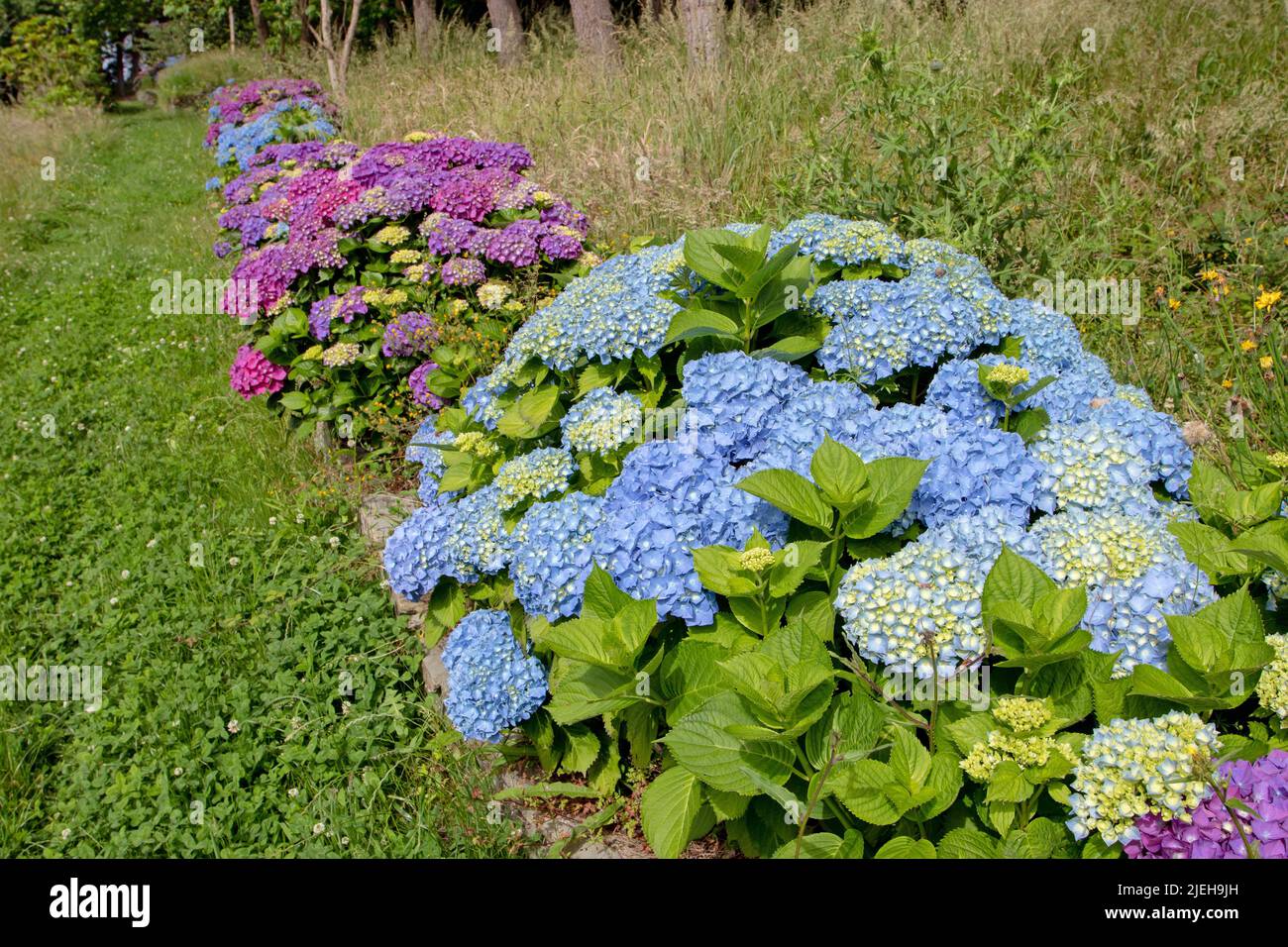 Blu e viola hortensia fioritura arbusti siepe incorniciatura percorso nel giardino soleggiato. Hydrangea macrophylla piante da fiore a Luarca, Asturias, Spagna. Foto Stock