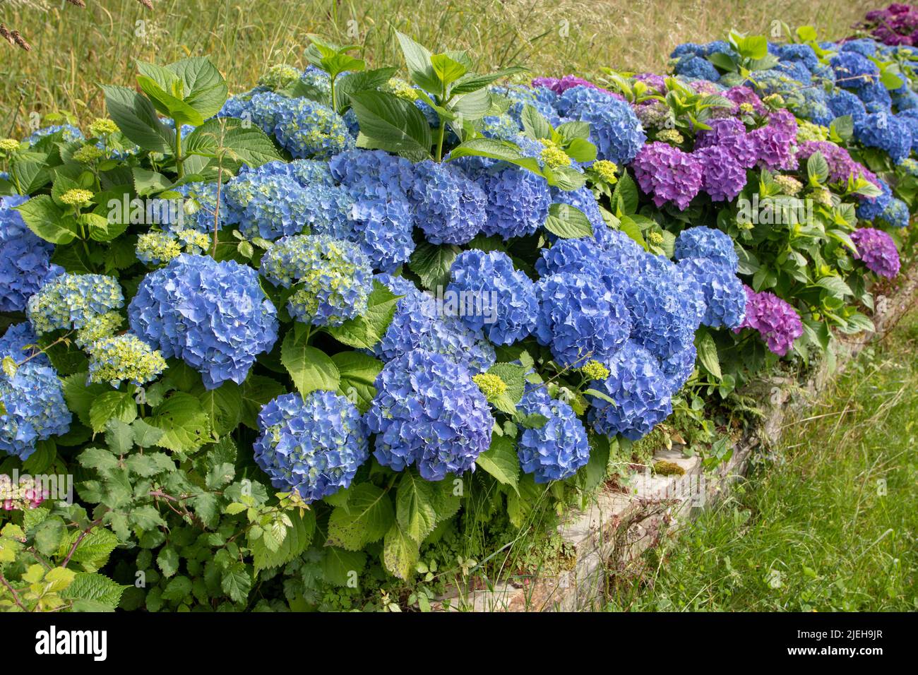 Blu e viola hortensia fioritura arbusti siepe sulla pietra di ritegno parete incorniciando prato percorso nel giardino. Hydrangea macrophylla piante da fiore i Foto Stock