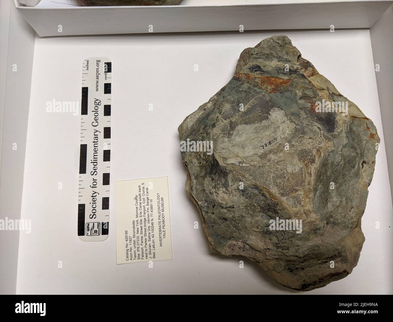 Stromatolite. Foto Stock