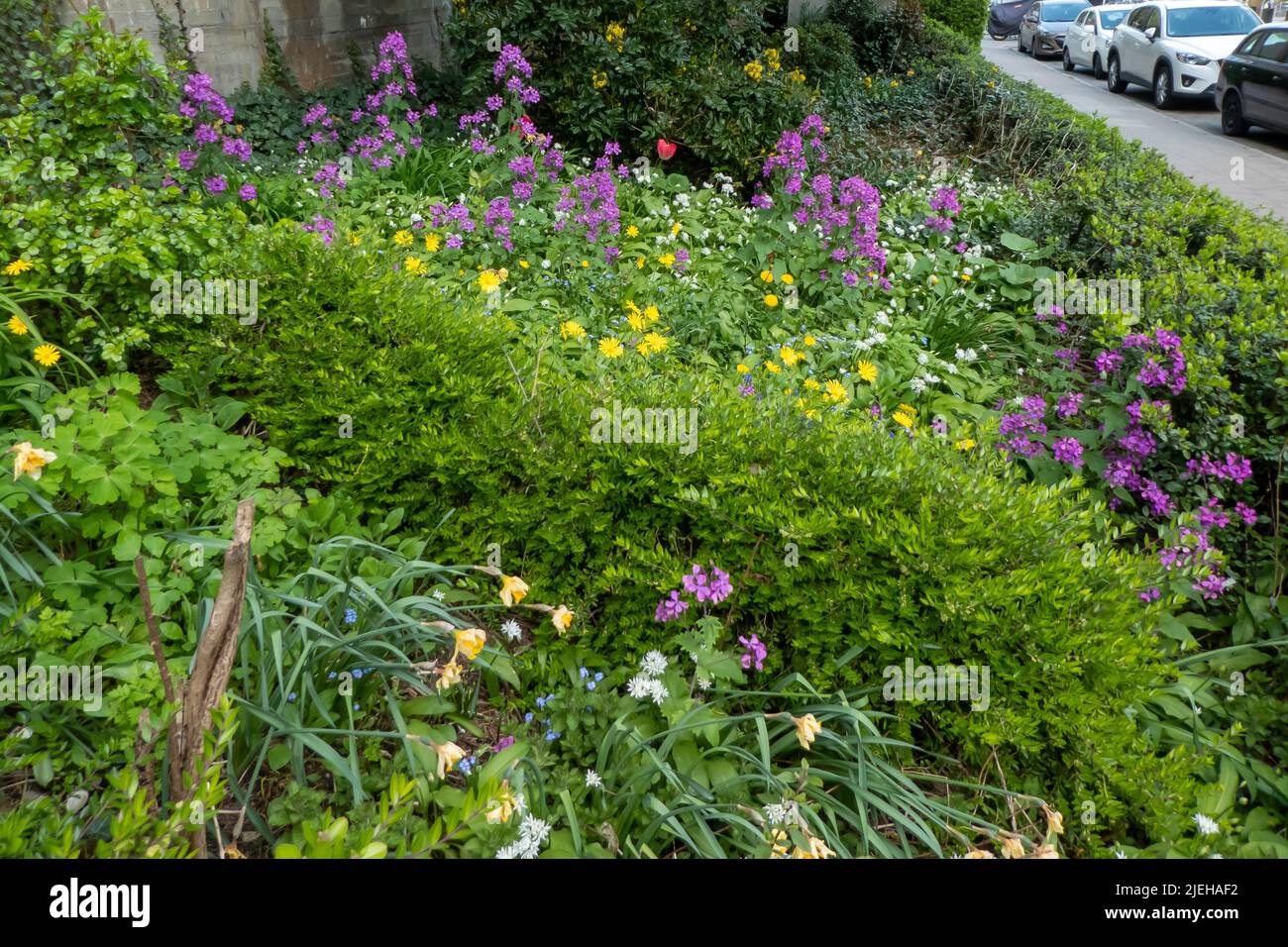 Blühender Vorgarten / giardino fiorito Foto Stock