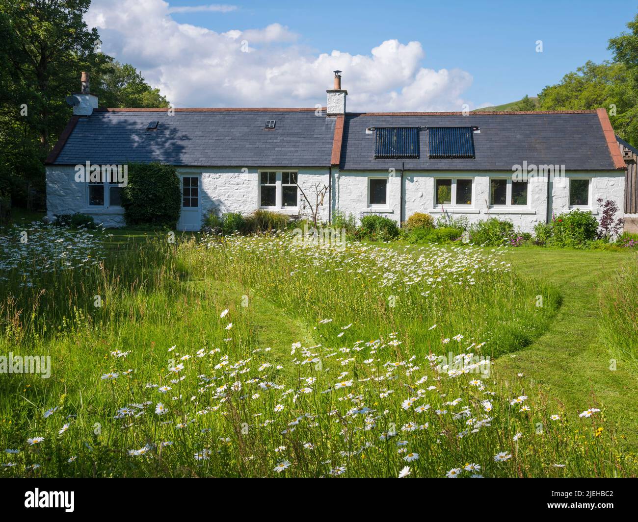 Wildflower prato in un giardino cottage, prato a sinistra per crescere a lungo per la fauna selvatica, Dumfries & Galloway, Scozia Foto Stock