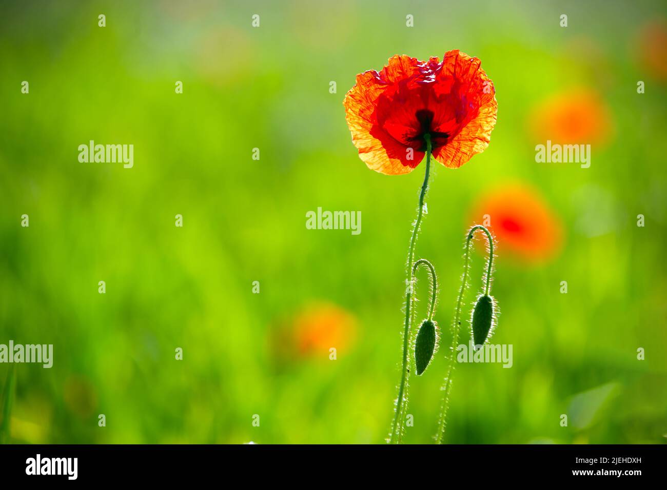 Einbe einzelne Mohnblume in einem Feld, Klatschmohn, (Papaver roeas), Foto Stock