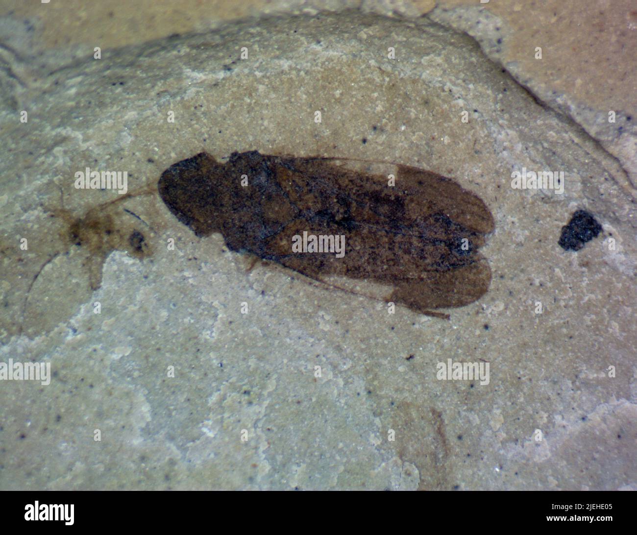 Hemiptera. Foto Stock