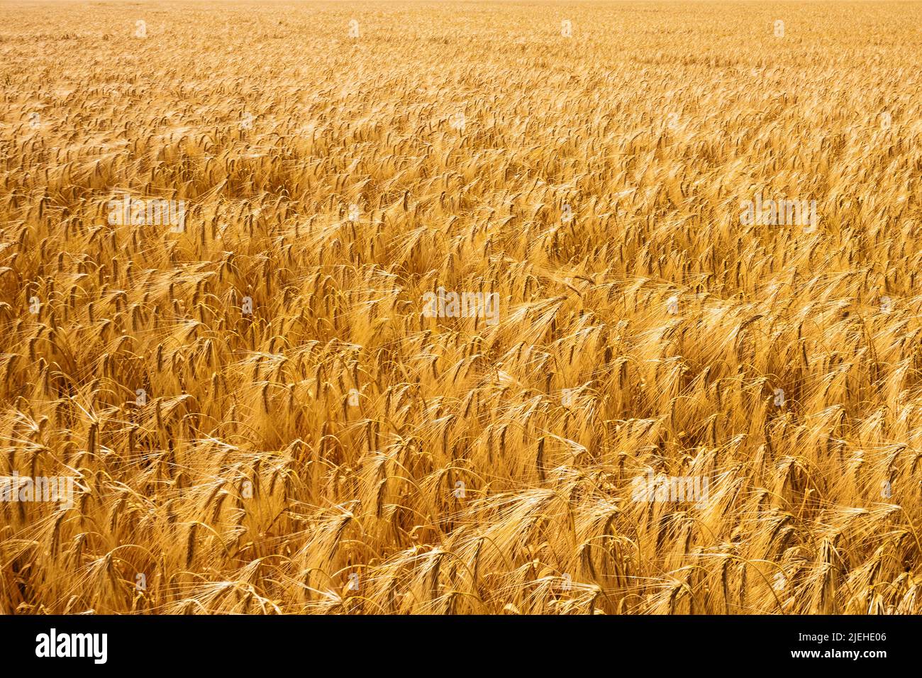 Eine Getreide Ähre auf einem Getreidefeld. Gerste in der Landwirtschaft vor der Ernte, Bayern, Deutschland, Kurz vor der Ernte, Foto Stock