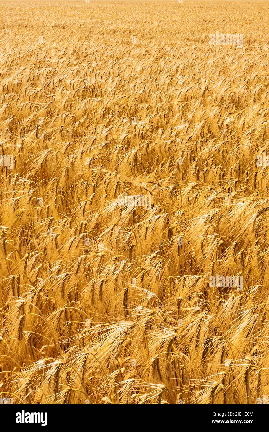 Eine Getreide Ähre auf einem Getreidefeld. Gerste in der Landwirtschaft vor der Ernte, Bayern, Deutschland, Kurz vor der Ernte, Foto Stock