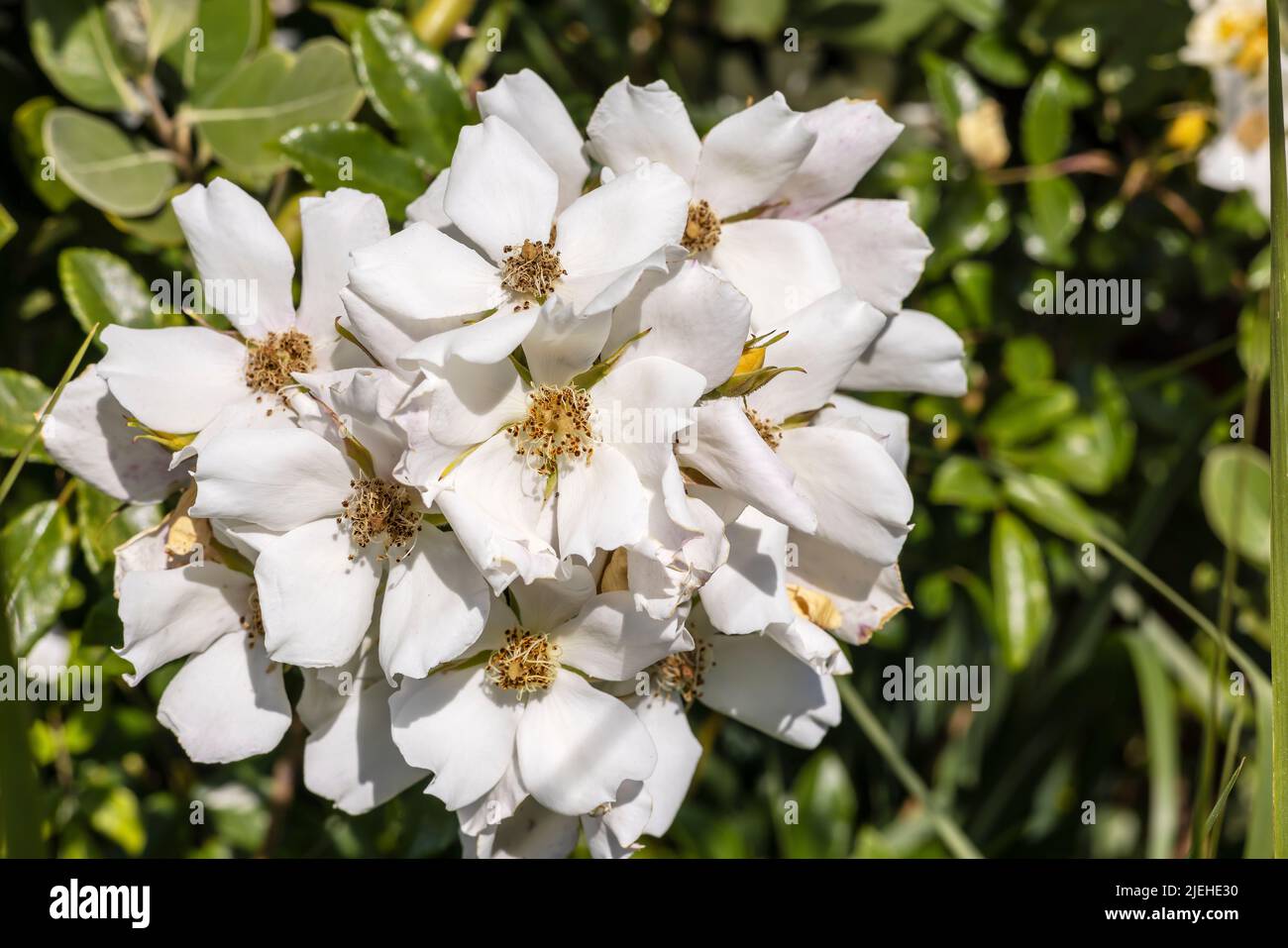 Grande grappolo di fiori bianchi di arrampicata rosa caesia o rosa di cane peloso. Foto Stock