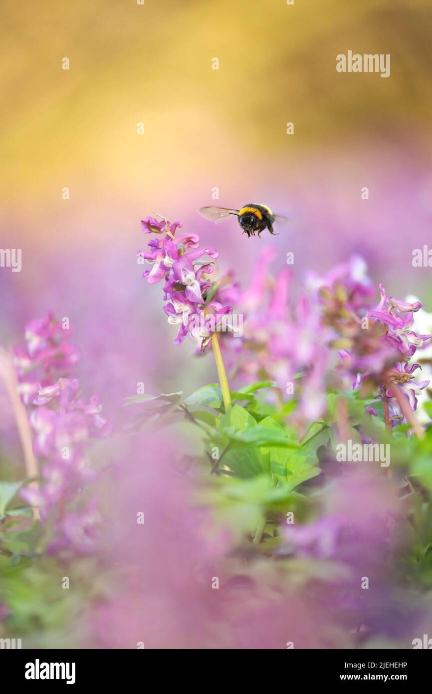 Bumblebee tra i fiori. Bumblebee in primavera. Dolce foto dalla natura. Insetto piacevole. Foto dalla natura selvaggia. Categoria Wild Live. Foto Stock