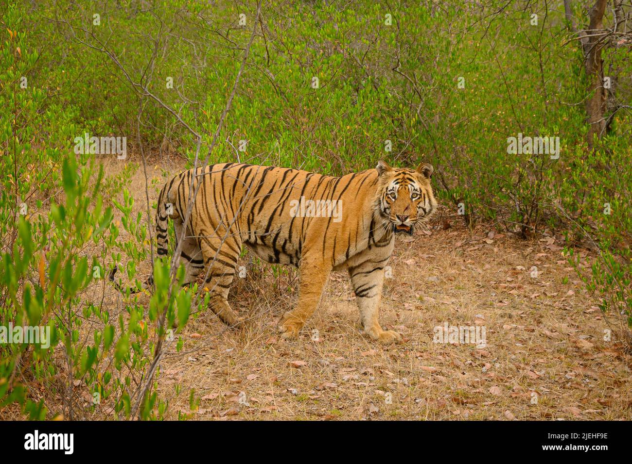 Tiger maschile chiamato Matkasur della riserva Tadoba Tiger nella zona cuscinetto di Madnapur. Foto Stock