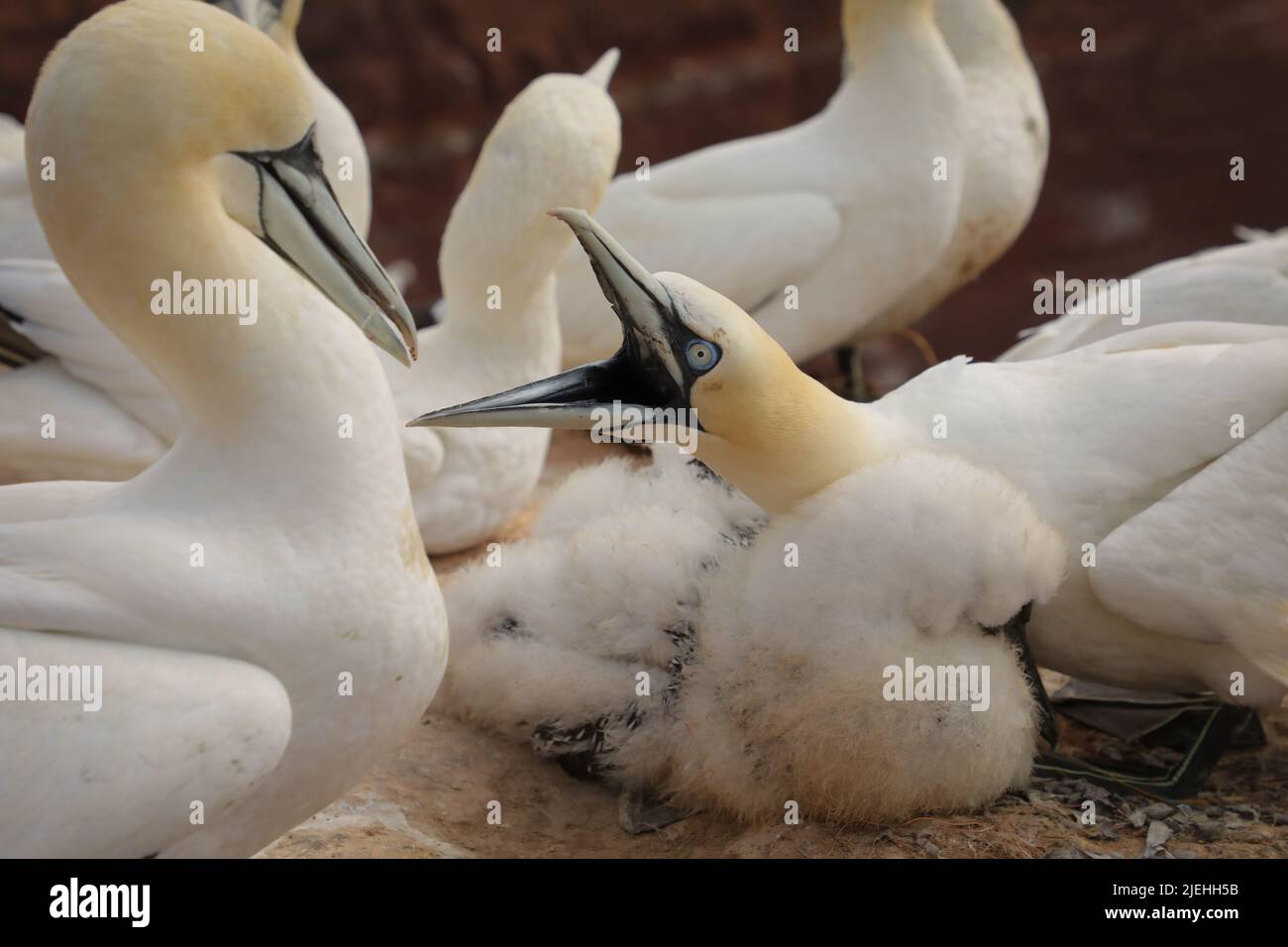 Vita in una colonia di Gannet settentrionale su un'isola tedesca. Litigare in una colonia di uccelli. Foto dalla natura selvaggia. Foto Stock