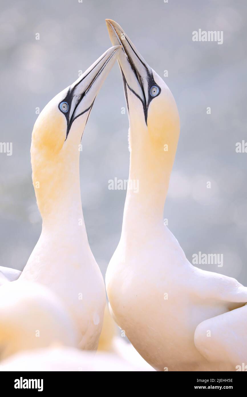 Gannet settentrionale in natura selvaggioA pochi uccelli sono Benvenuto. Popolare seabird. Foto dalla germania. Due uccelli in coppia. Foto Stock