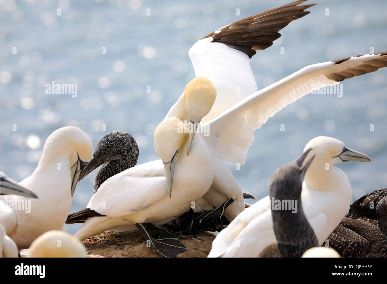 Fucilato di una colonia di terne settentrionali che nidificano in germania. Uccello marino. Animali in natura. Foto Stock