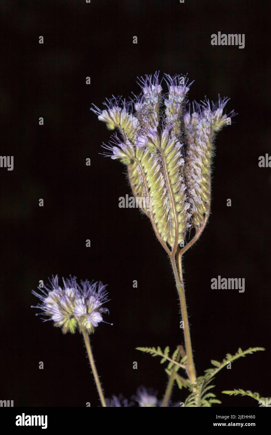 Phacelia tanacetifolia, lacy phacelia, tansy blu o tansy viola Foto Stock