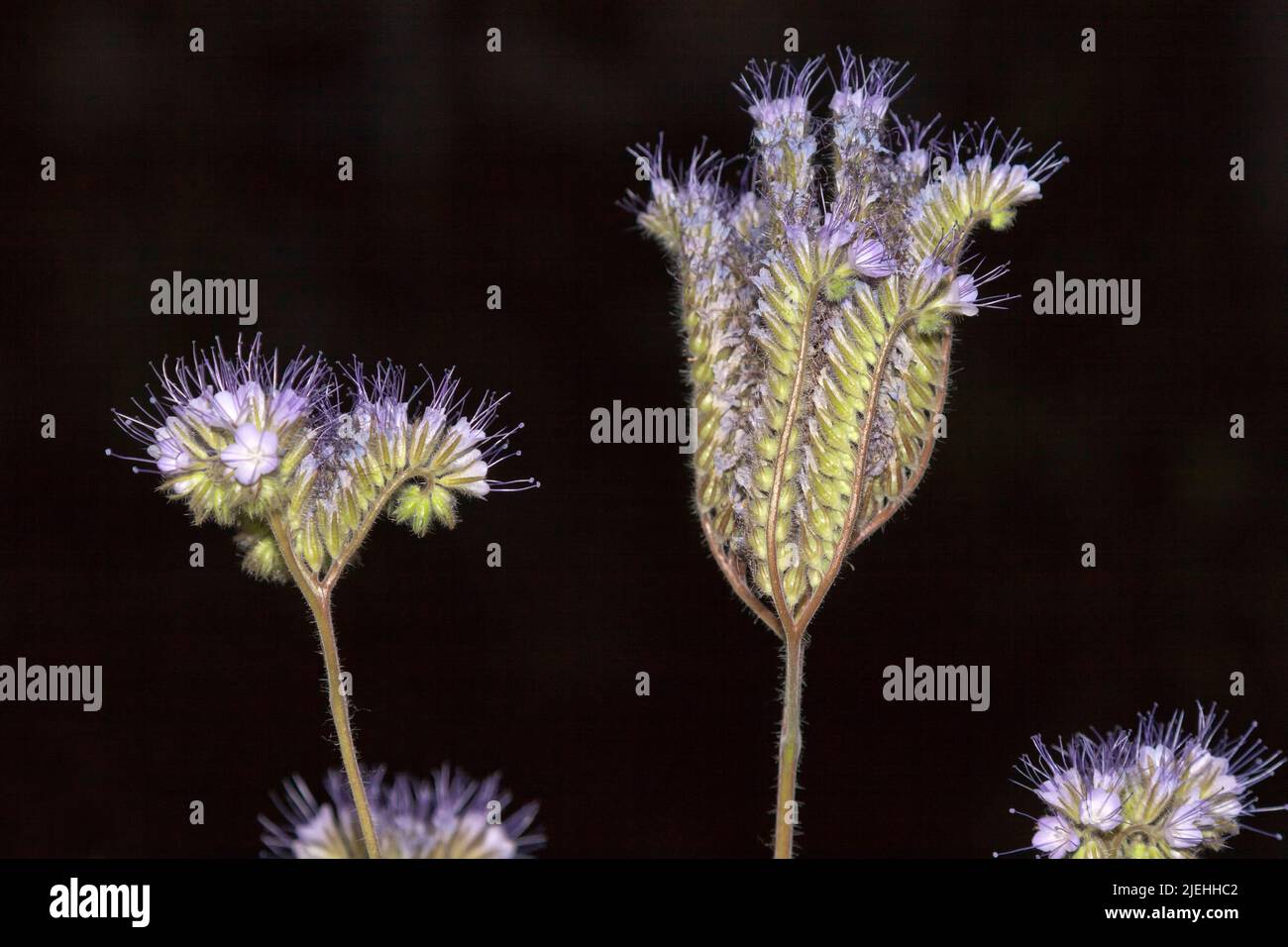 Phacelia tanacetifolia, lacy phacelia, tansy blu o tansy viola Foto Stock