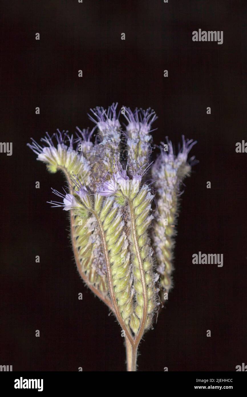 Phacelia tanacetifolia, lacy phacelia, tansy blu o tansy viola Foto Stock