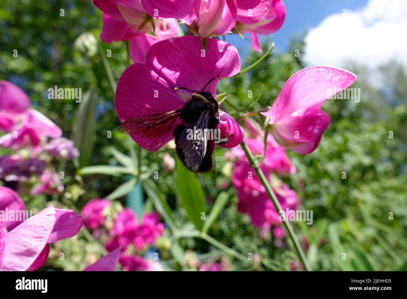 Xylocopa violacea, ape di legno grande (Xylocopa violacea), su un fiore di vetchling a foglia larga, Brandeburgo, Germania, UE Foto Stock