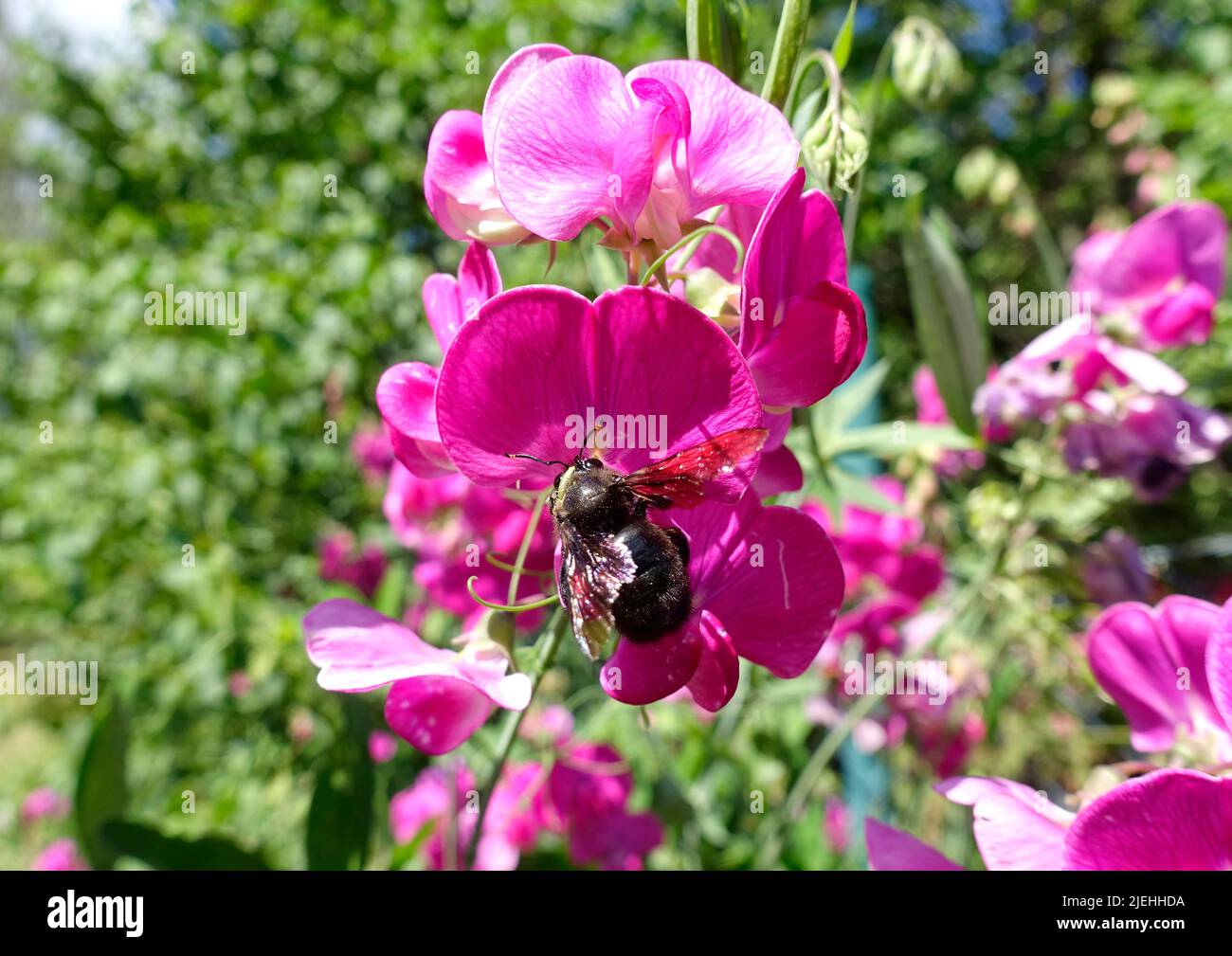 Xylocopa violacea, ape di legno grande (Xylocopa violacea), su un fiore di vetchling a foglia larga, Brandeburgo, Germania, UE Foto Stock