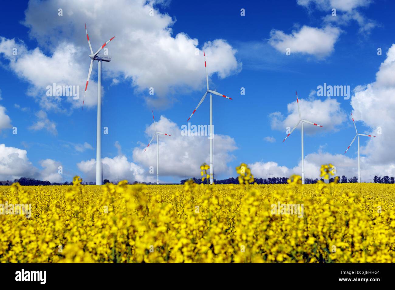 In Windkraftanlagen Rapsfeld (Brassica napus) erneuerbare Energie Foto Stock