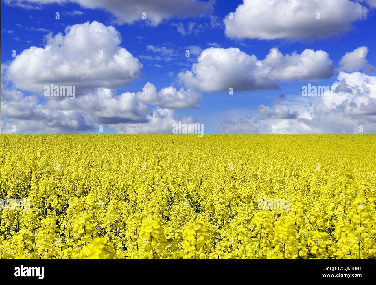 Blühendes Rapsfeld im Sommer, blauer Himmel mit Cumuluswolken, Foto Stock
