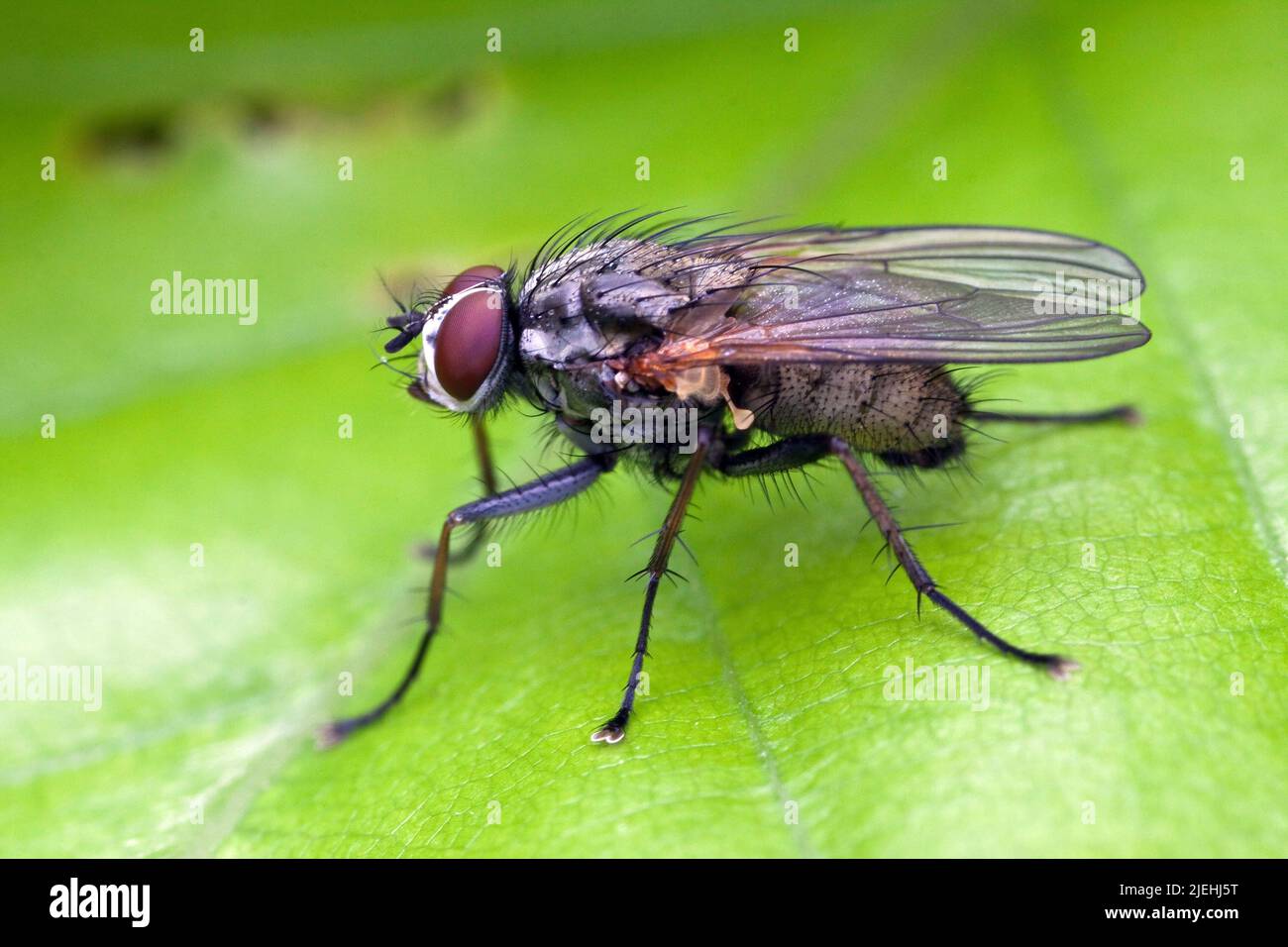 Hausfliege, Fliege, (Muscidae), Echte Fliegen, Foto Stock