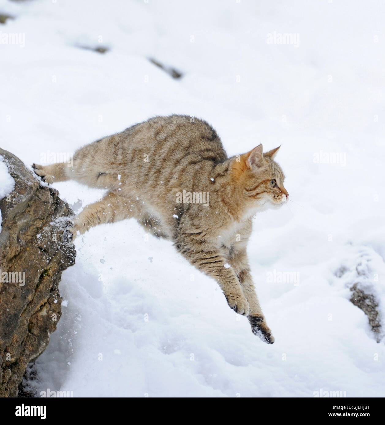 Wildkatze, (Felis silvestris), Inverno, Nationalpark, Bayerischer Wald, Nahrungssuche Biotop, Schnee, ein, Einzeltier, spring, sprung, Jagd, Foto Stock
