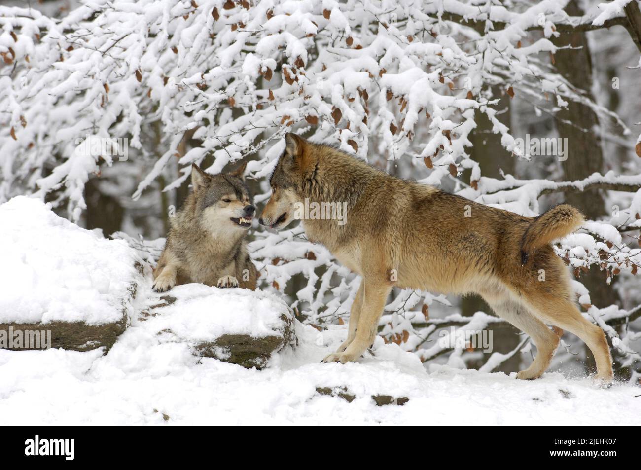 Zwei kanadischer Timberwölfe, Canis lupus occidentalis) im Schnee, Bayern, Nationalpark Bayerischer Wald, Timberwölfe, Kampf, Spiel, Wolf, Wölfe, Foto Stock