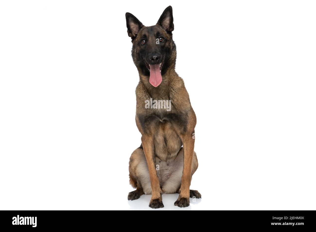 buon cane pastore piccolo che attacca fuori lingua e pantano mentre si siede isolato su sfondo bianco in studio Foto Stock