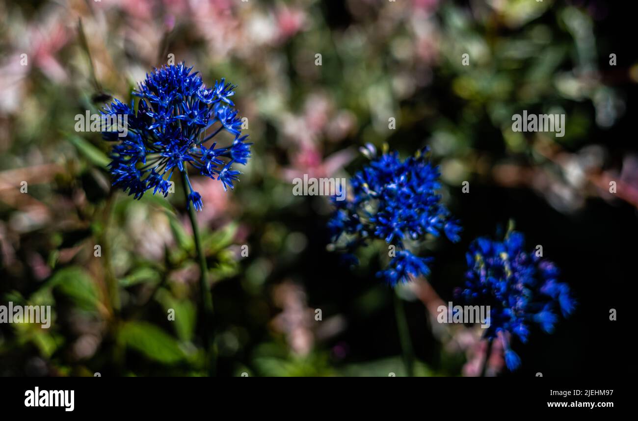 Allium Azureum noto anche come caeruleum. Fiori blu vividi su steli alti 50-60 cm (cipolla blu globo) in fiore Foto Stock