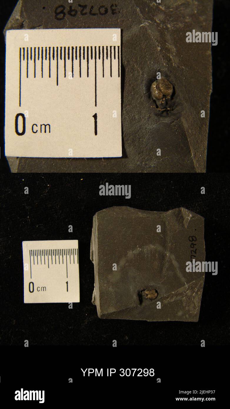 Ostracoda IPOTYPE. Foto Stock