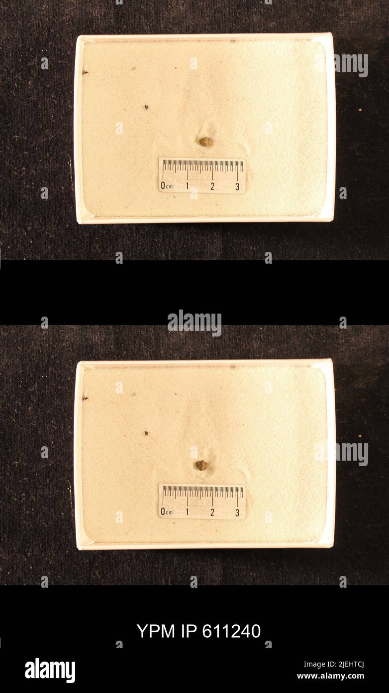 Calymene sp. Foto Stock