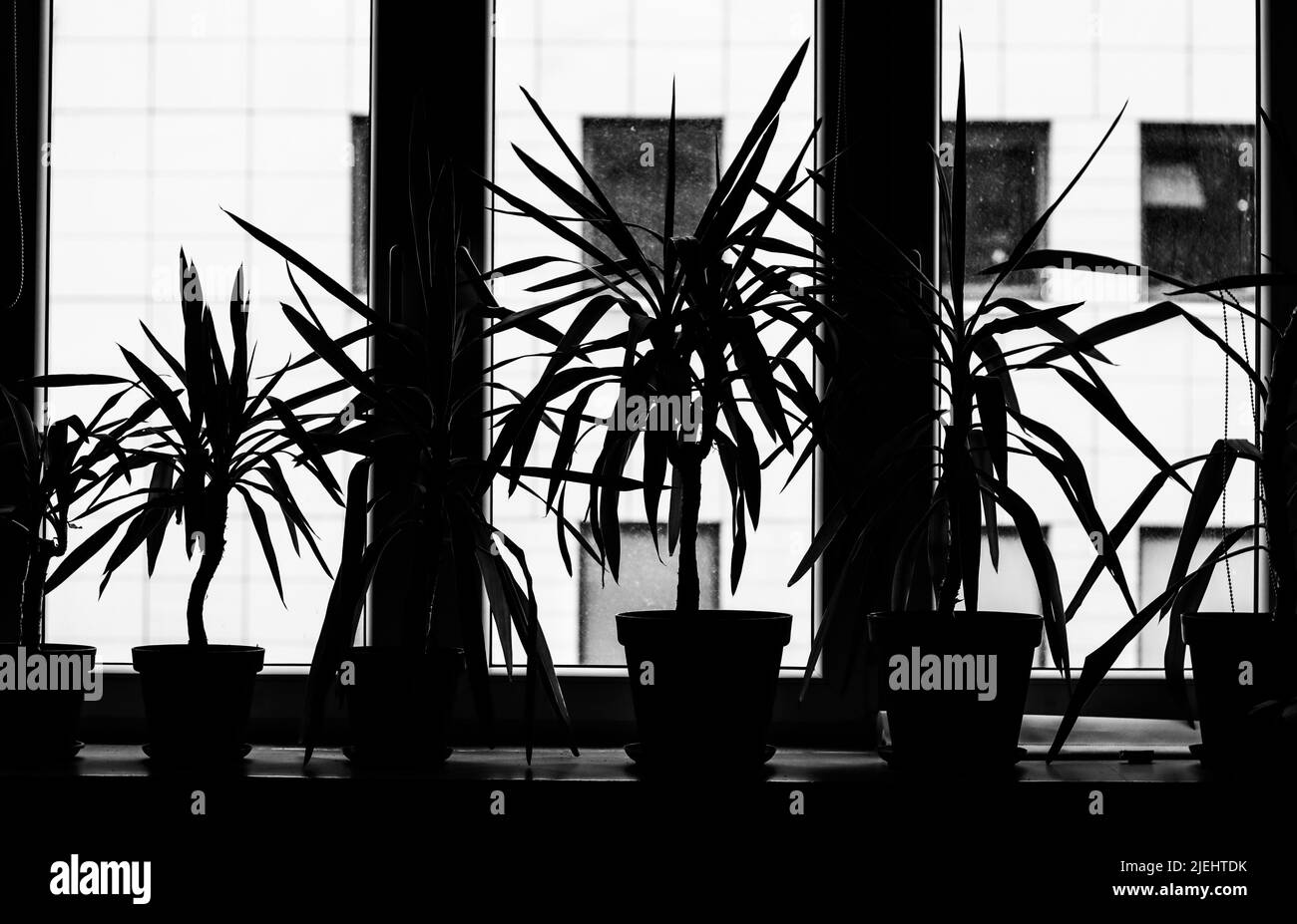 Silhouette di quattro piante da interno dracanea marginata in vasi di fiori sul davanzale Foto Stock
