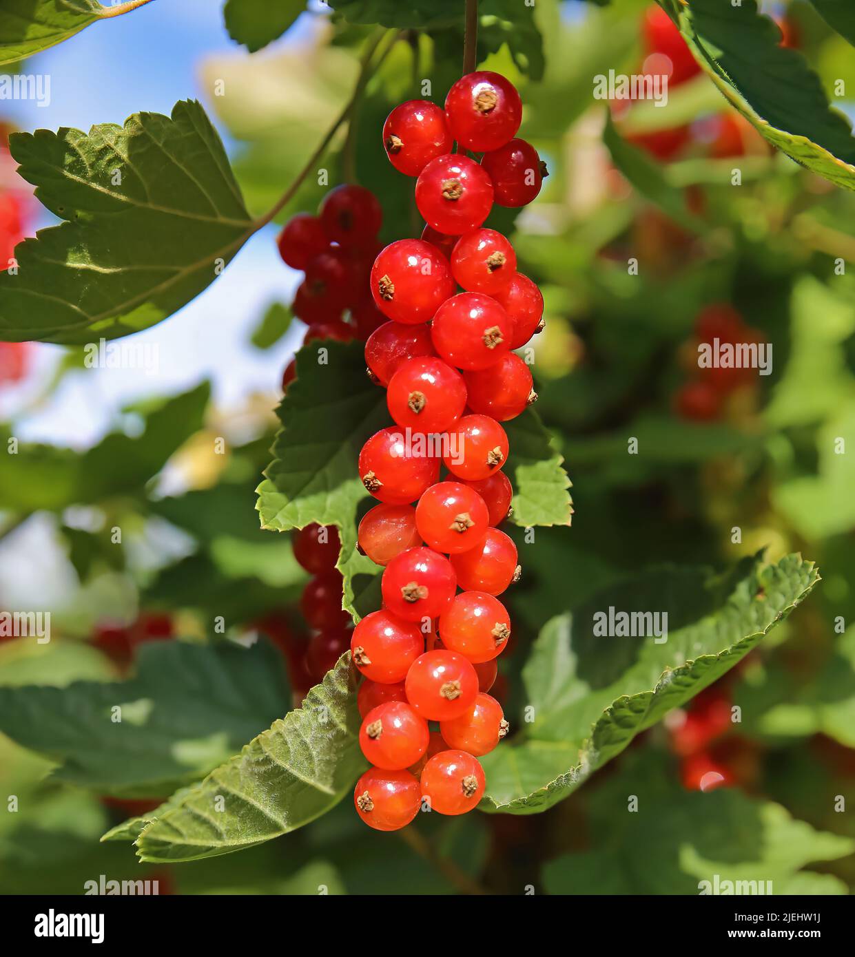 Primo piano di un isolato rosso rosso mature mazzo rosso ribes rosso (ribes rubrum) appeso in cespuglio arbusto pianta - Germania Foto Stock