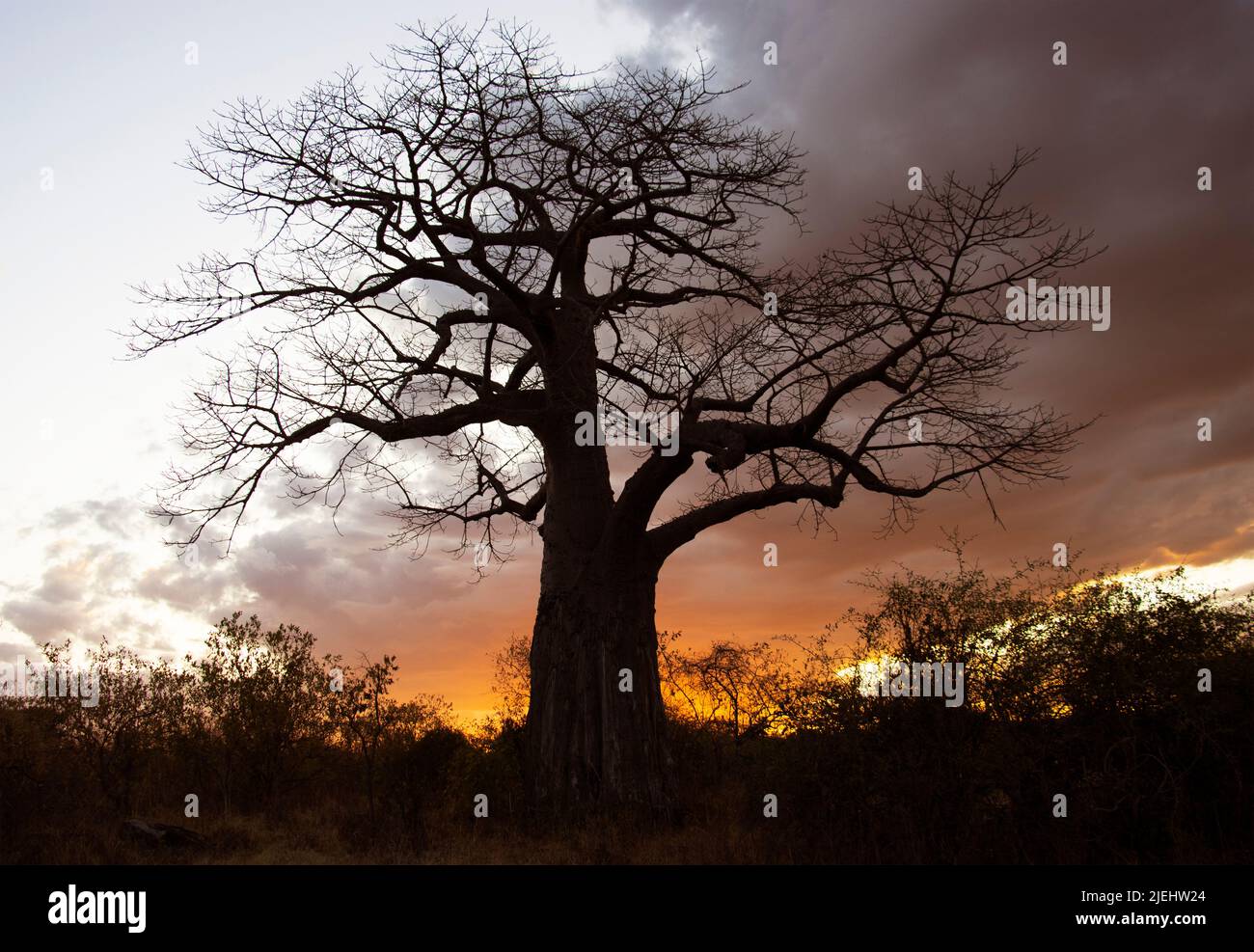 Un gigante del cespuglio africano il Baobab si erge orgoglioso contro la luce del crepuscolo nel Parco Nazionale di Ruaha, nel cuore della Tanzania Foto Stock